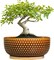 8" Ceramic Bonsai Pot – Round Indoor Planter with Drainage & Tray for Succulents & Decorative Plants